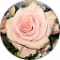 Gül Avatar